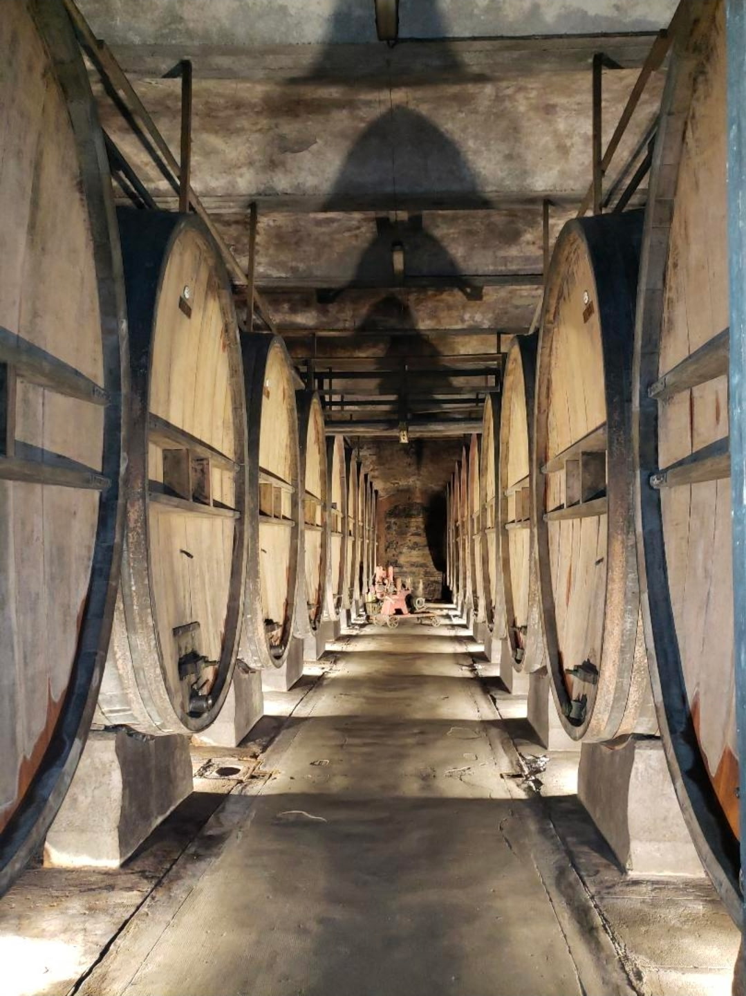 A Tuscan cellar of old oak foudres, cool and quiet in the middle of the day