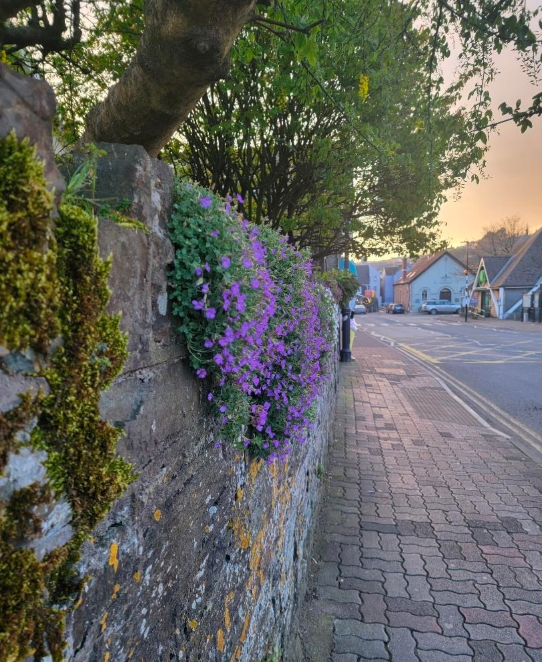 Village sunset and a wall full of aubretia