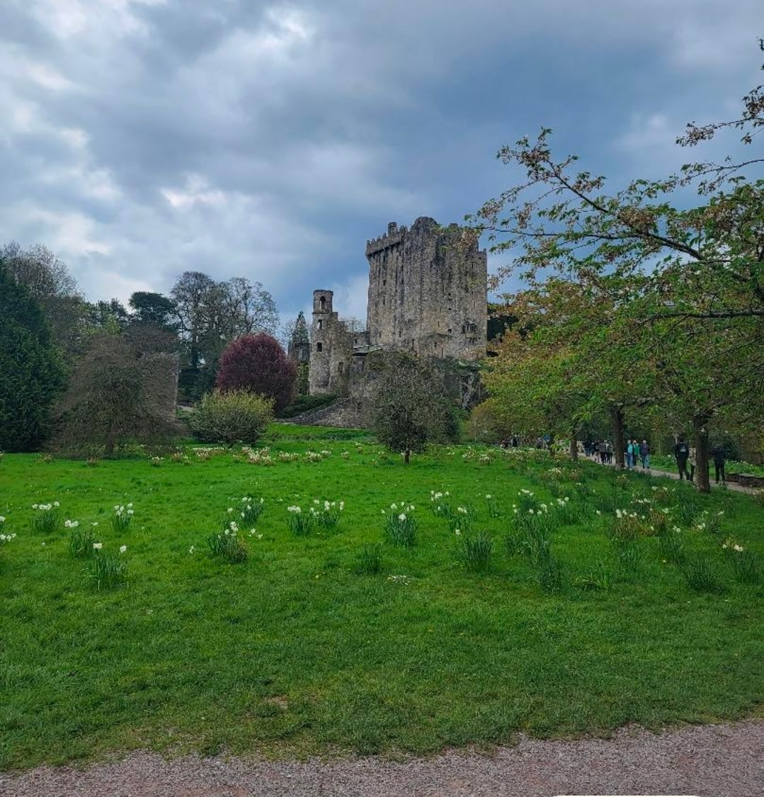 Blarney Castle and its daffodil lawns