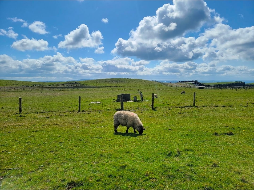Sheep fields along the coastal walk