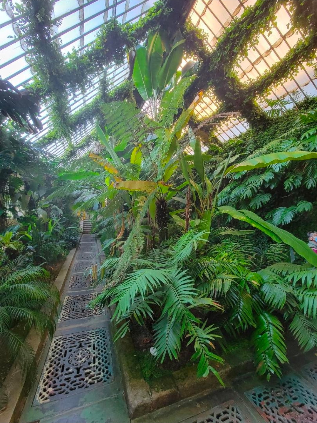 Inside the palm house at the Atocha station gardens, Madrid